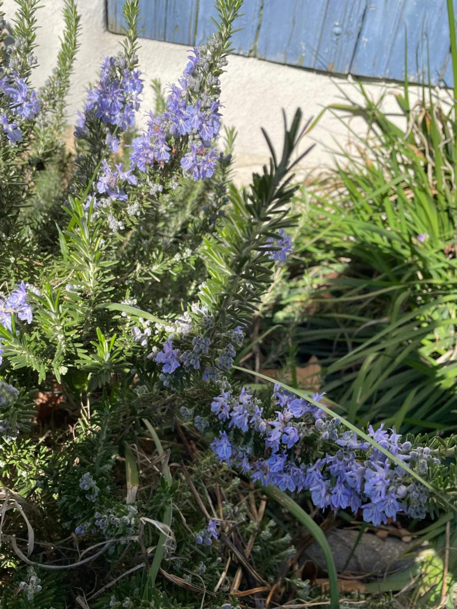 Gites Le Pimayon Manosque Buitenkant foto