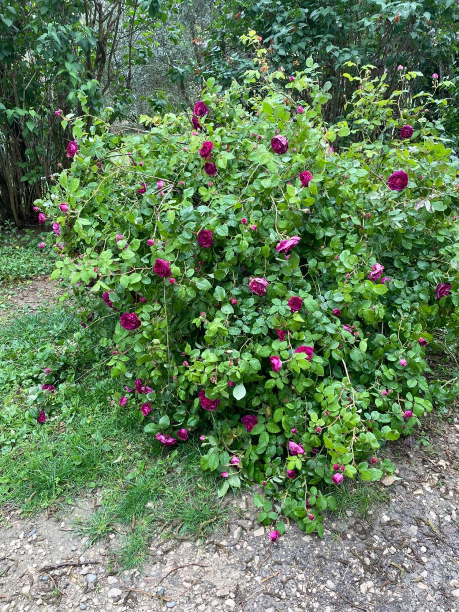 Gites Le Pimayon Manosque Buitenkant foto